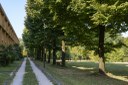 Parco Largo Cervignano_viale alberato